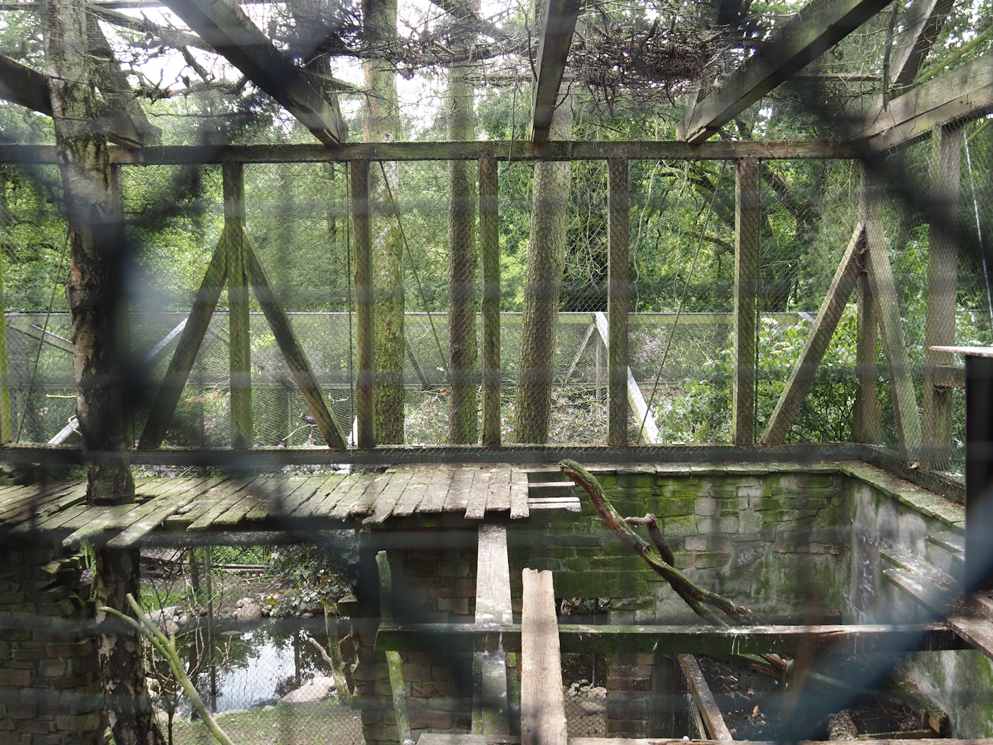 Uhu-Burg - Western Eurasian griffon vulture, 2024-05-21