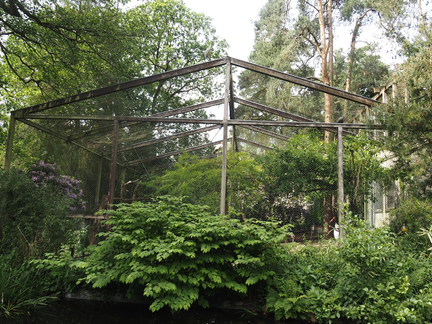 Uhu-Burg - Wetland aviary with three African stork species, 2024-05-21