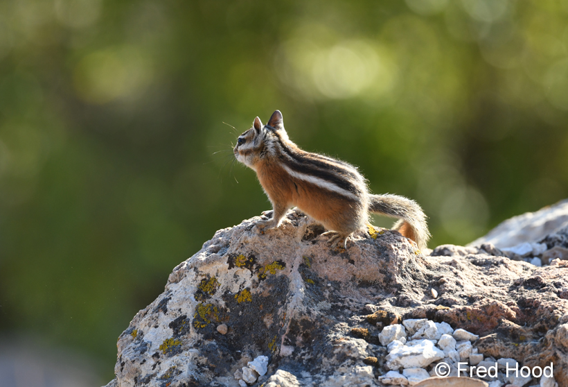 uinta chipmunk