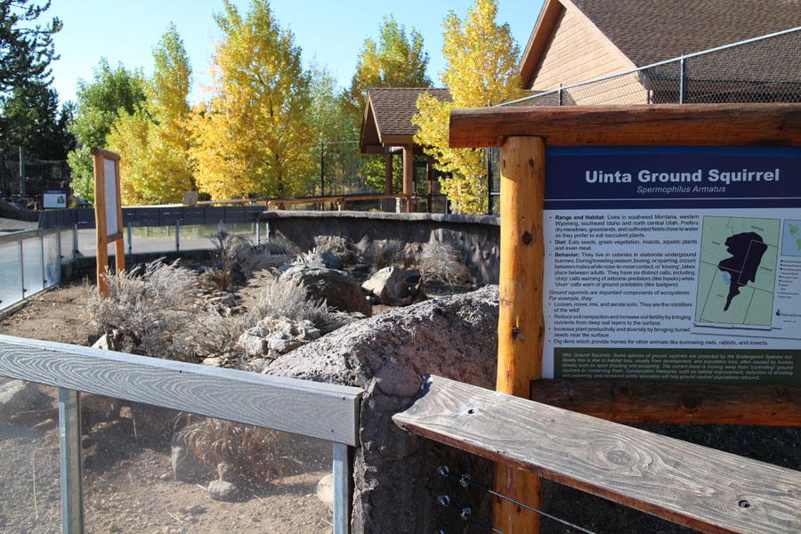 uinta ground squirrel exhibit