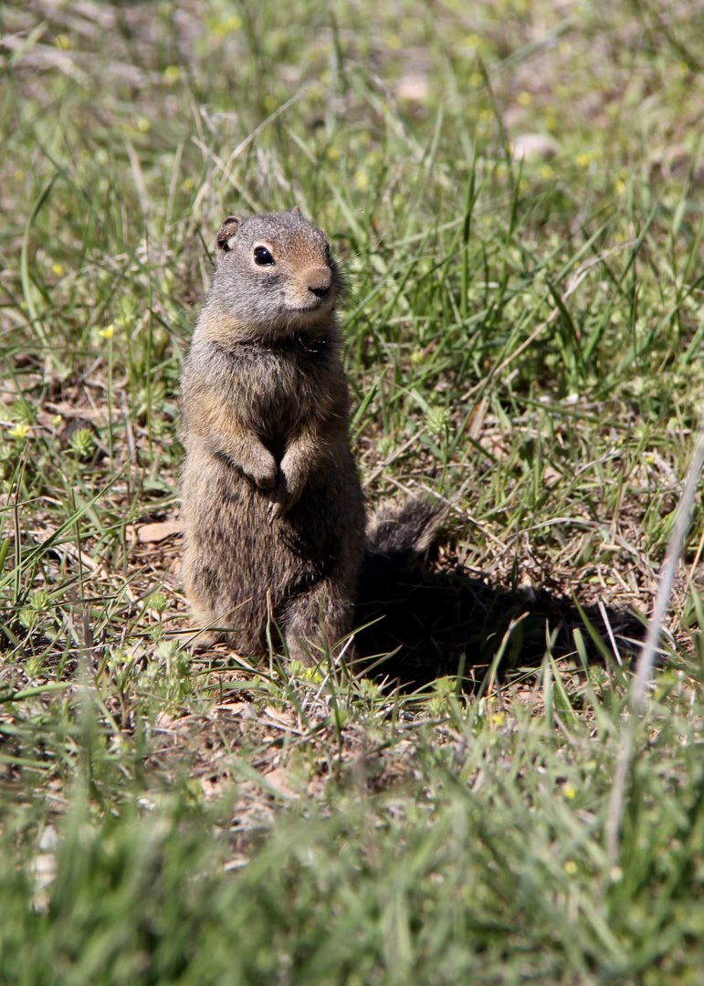 Uinta ground squirrel (Urocitellus armatus)