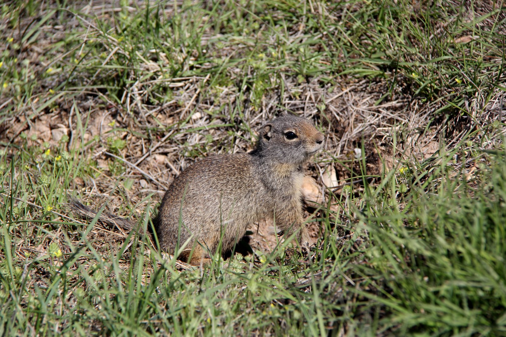 Uinta ground squirrel (Urocitellus armatus)