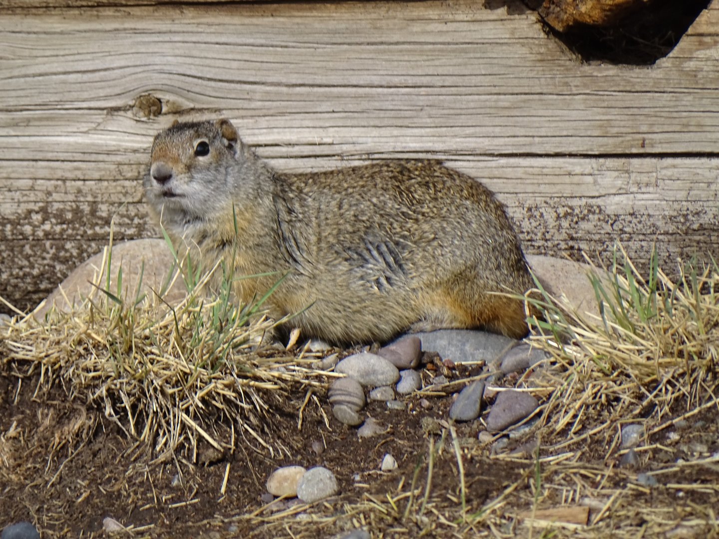 Uinta Ground Squirrel (Urocitellus armatus)