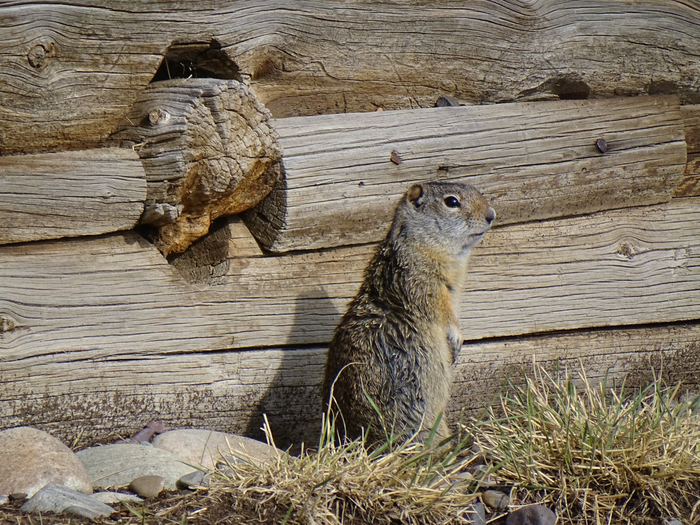 Uinta Ground Squirrel (Urocitellus armatus)