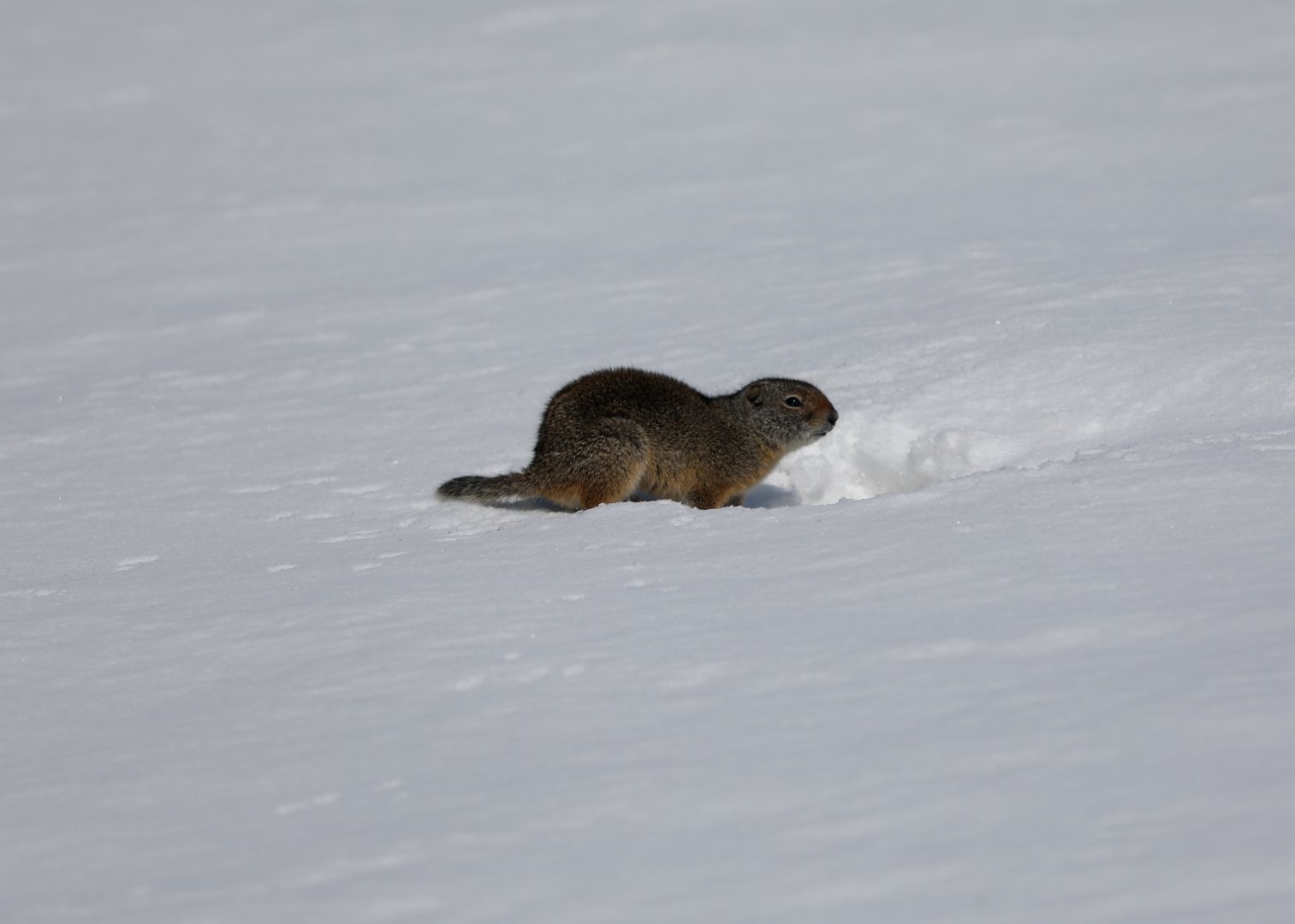 Uinta Ground Squirrel (Urocitellus armatus)