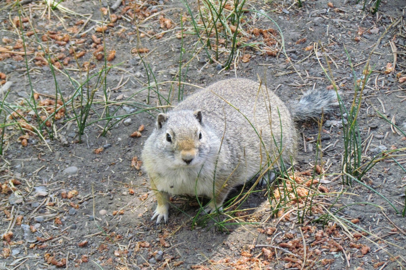 Uinta Ground Squirrel