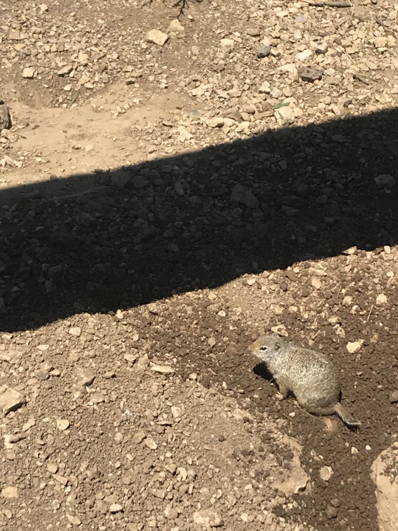 Uinta Ground Squirrel