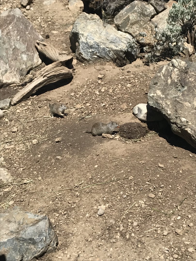 Uinta Ground Squirrels