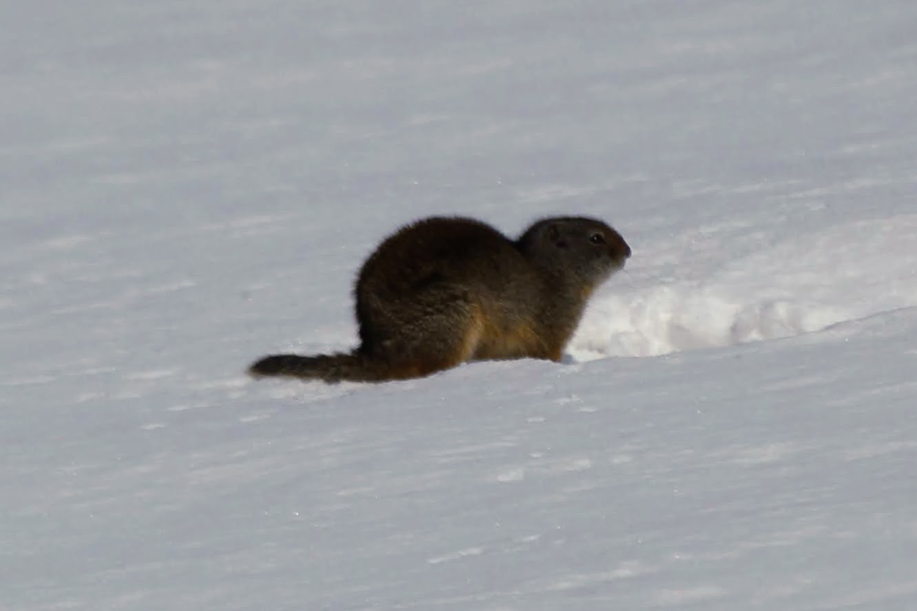 Uinta Grounds Squirrel (Urocitellus armatus)