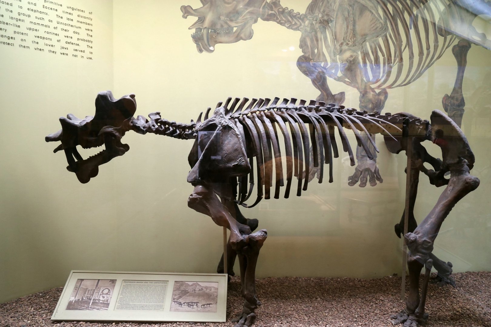 Uintatherium anceps, Cast