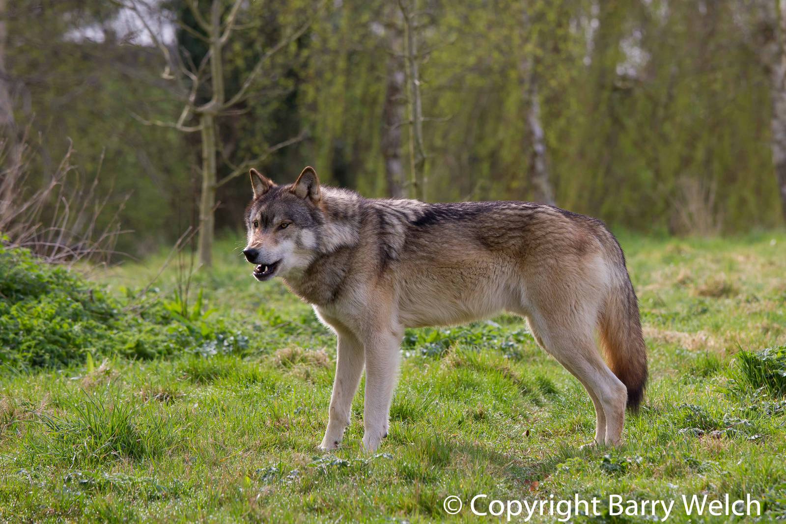 UK Wolf Conservation Trust