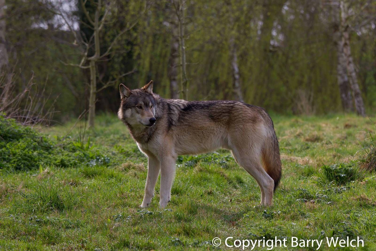 UK Wolf Conservation Trust