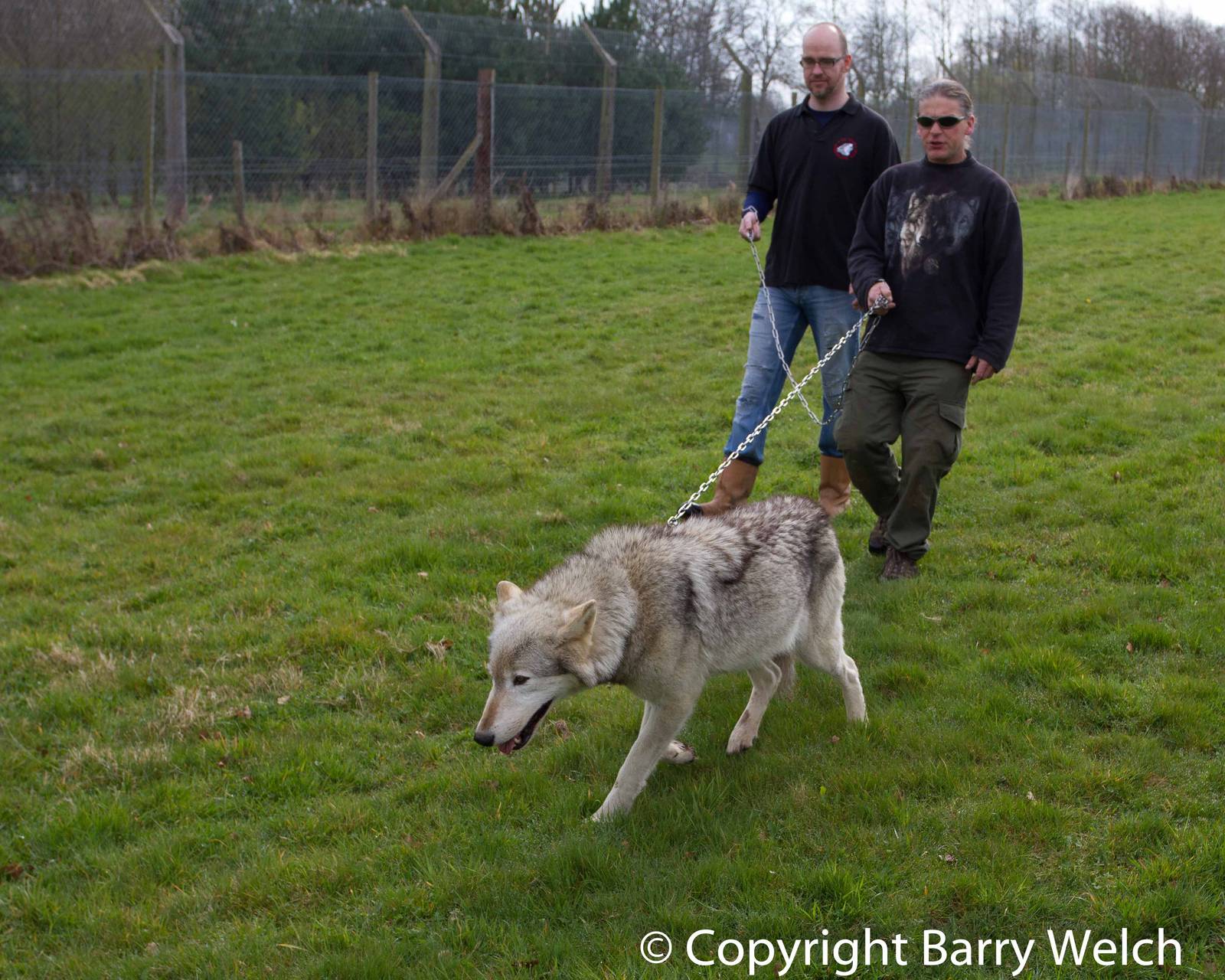 UK Wolf Conservation Trust