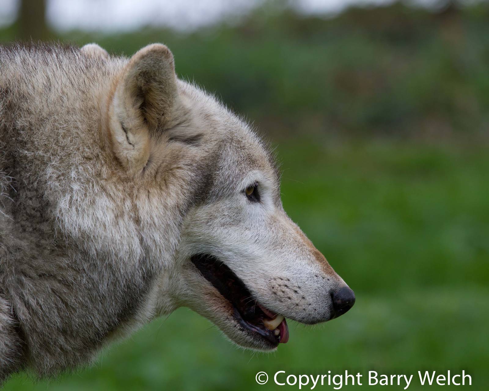UK Wolf Conservation Trust