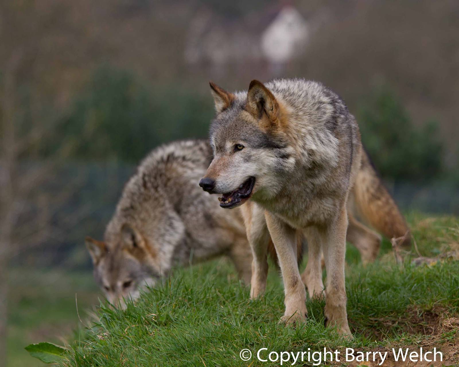 UK Wolf Conservation Trust