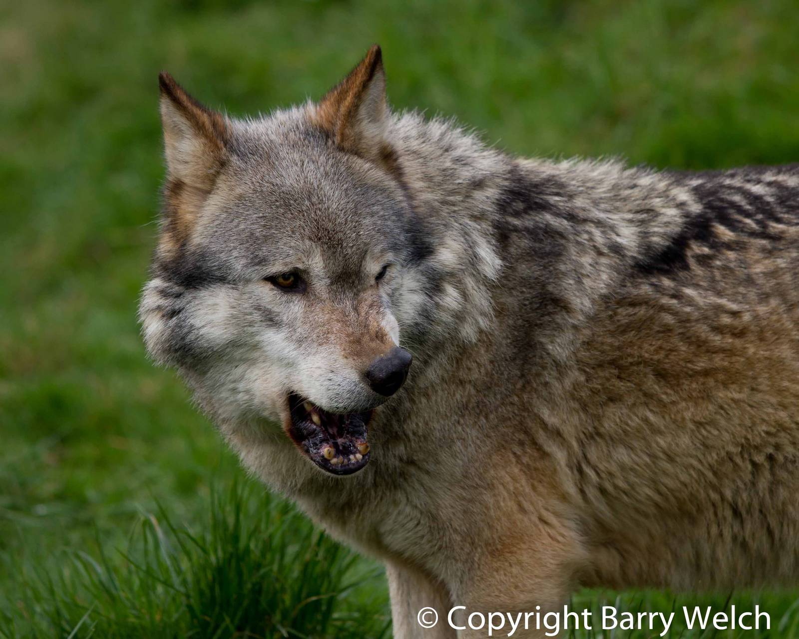 UK Wolf Conservation Trust