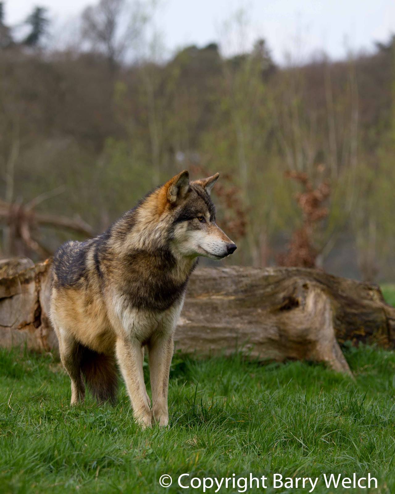 UK Wolf Conservation Trust