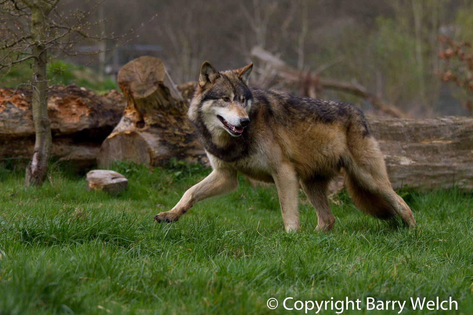 UK Wolf Conservation Trust