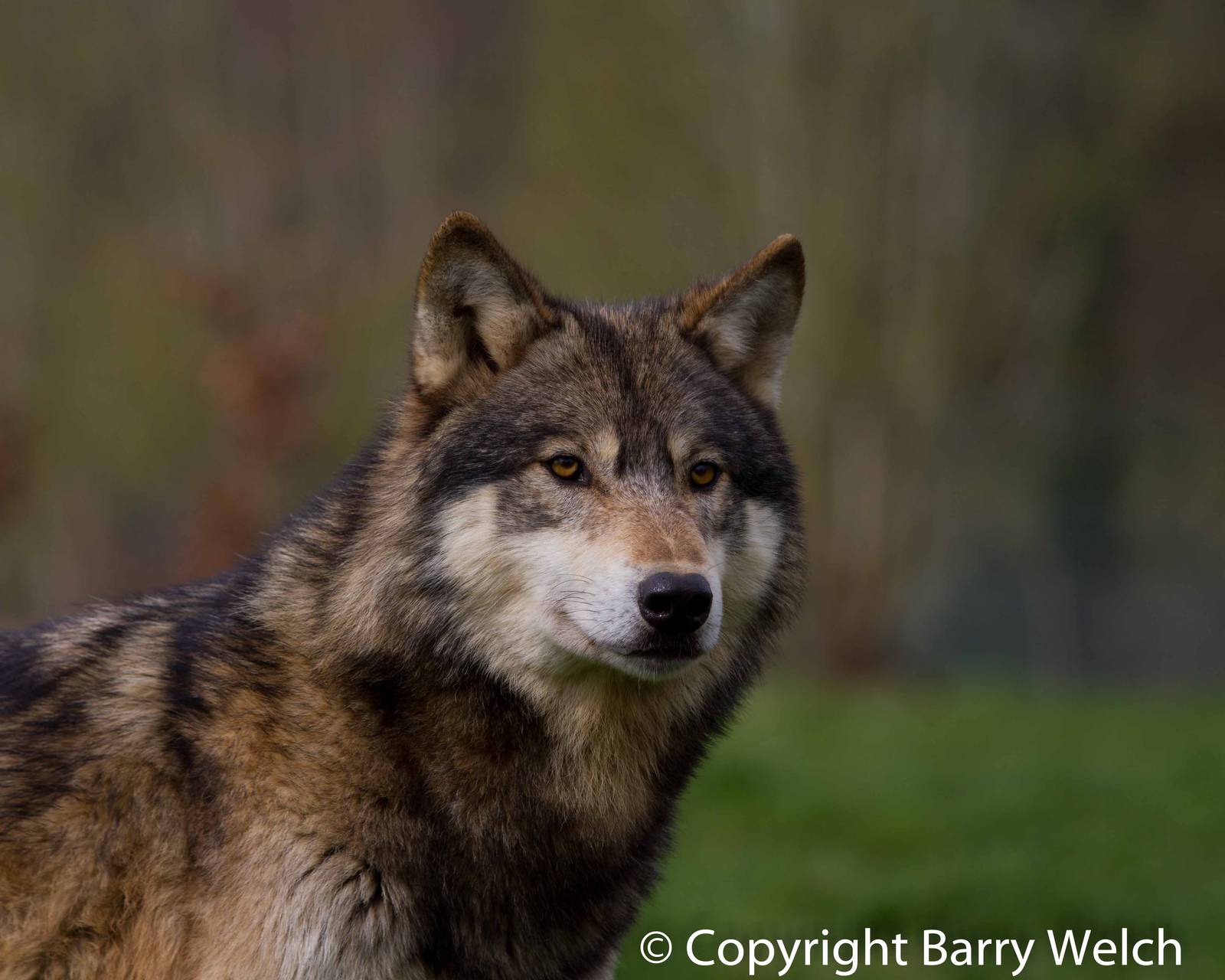 UK Wolf Conservation Trust