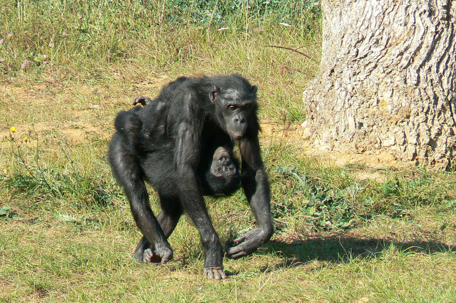 Ukela with Nakala the bonobos