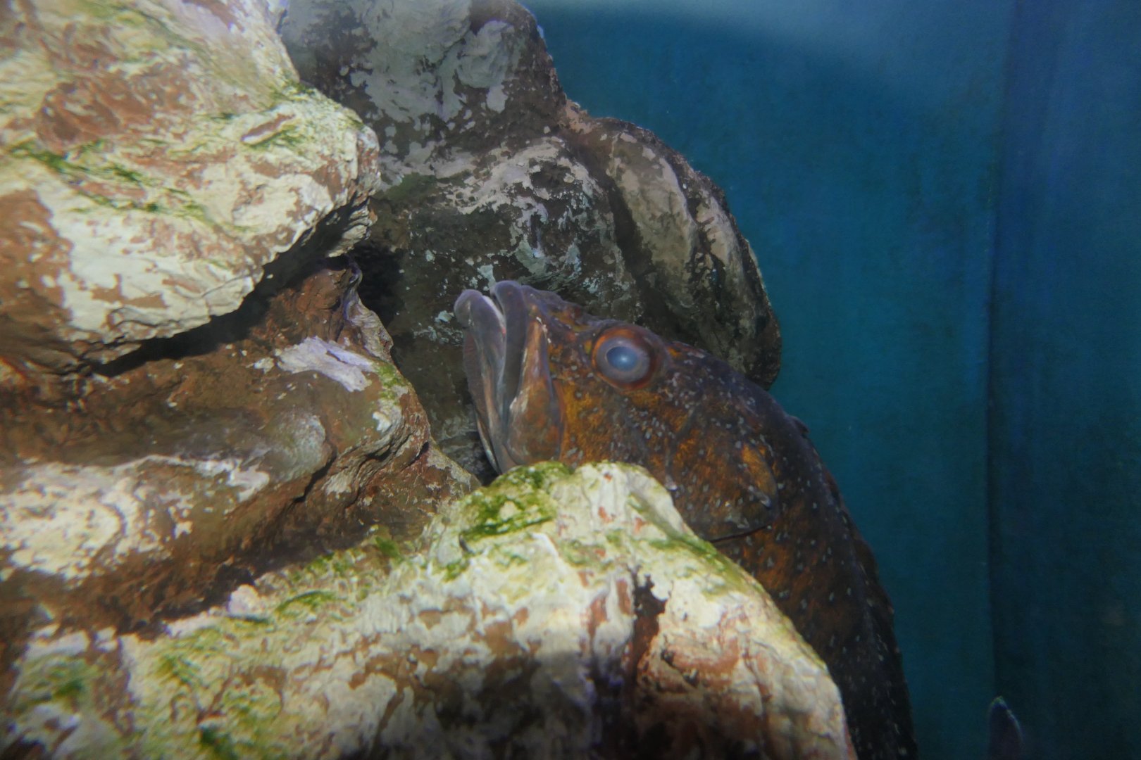 Ukkari-kasago (Sebastiscus tertius) - Uozu Aquarium