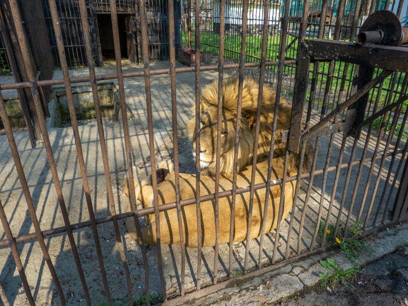"Ukrainian" Lion (Panthera leo)