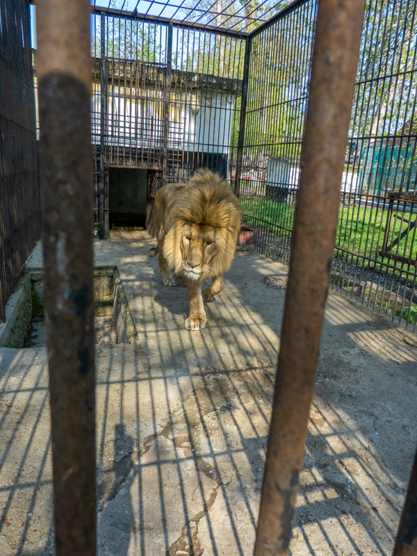 "Ukrainian" Lion (Panthera leo)