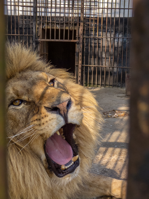 "Ukrainian" Lion (Panthera leo)