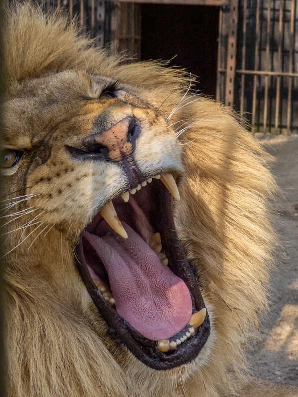 "Ukrainian" Lion (Panthera leo)