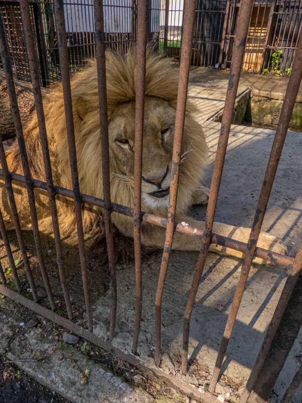 "Ukrainian" Lion (Panthera leo)