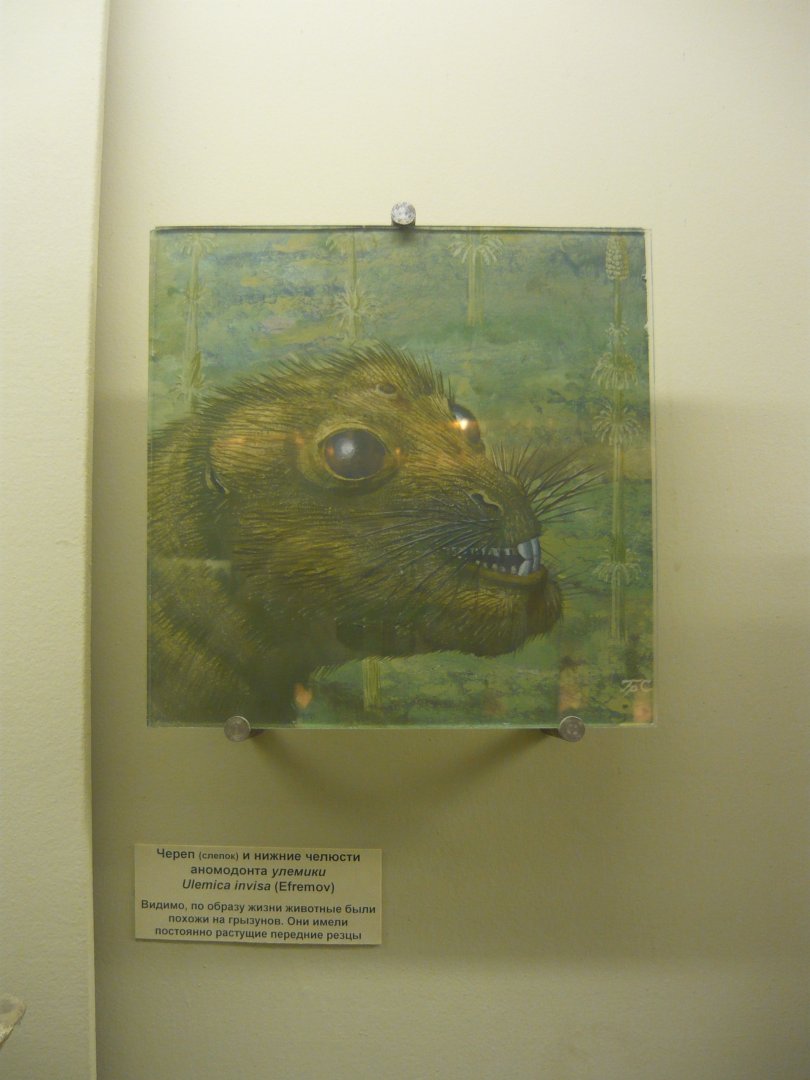 Ulemica invisa reconstruction