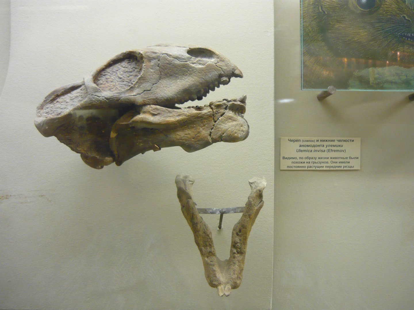 Ulemica invisa skull (cast) and mandible
