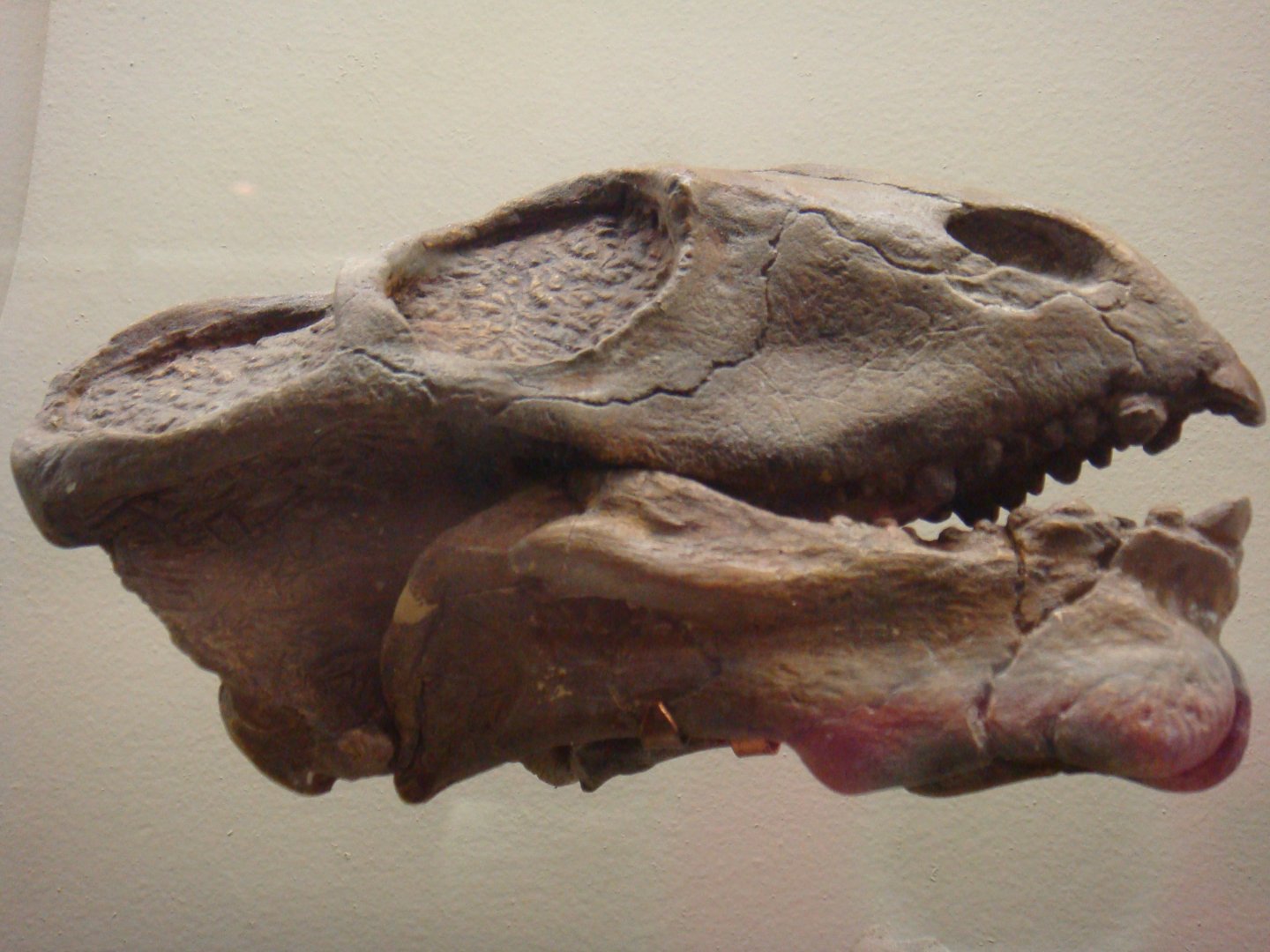 Ulemica invisa skull (cast)