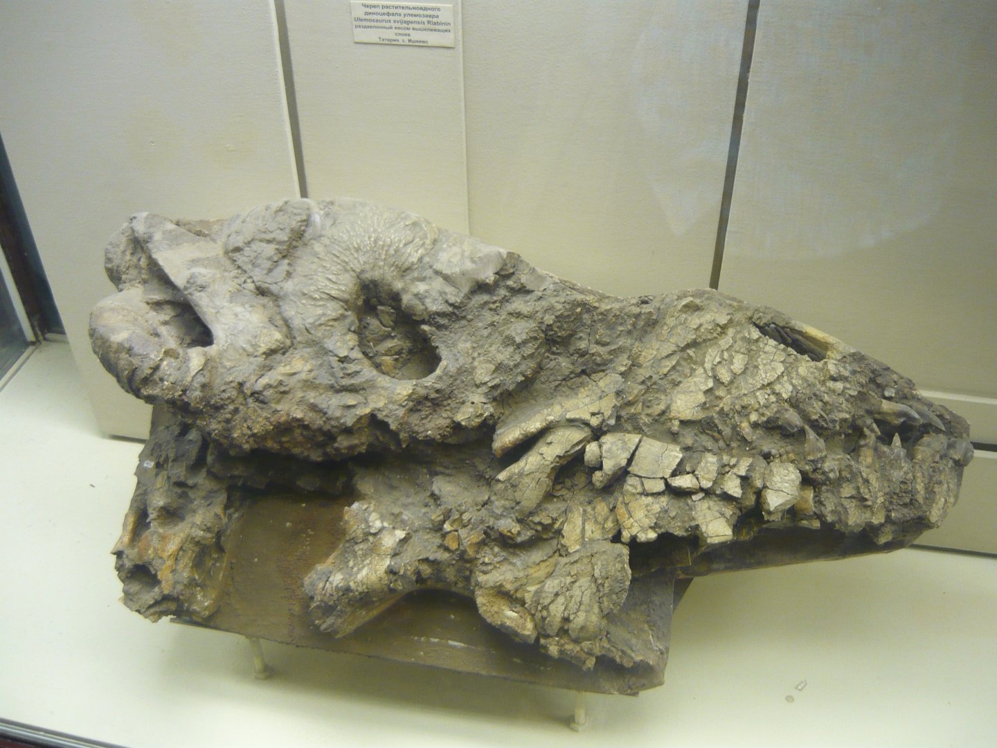Ulemosaurus svijagensis crushed skull