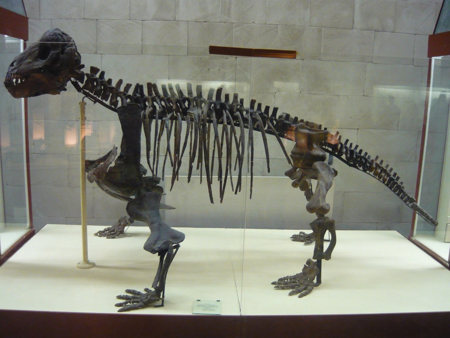 Ulemosaurus svijagensis skeleton (model)