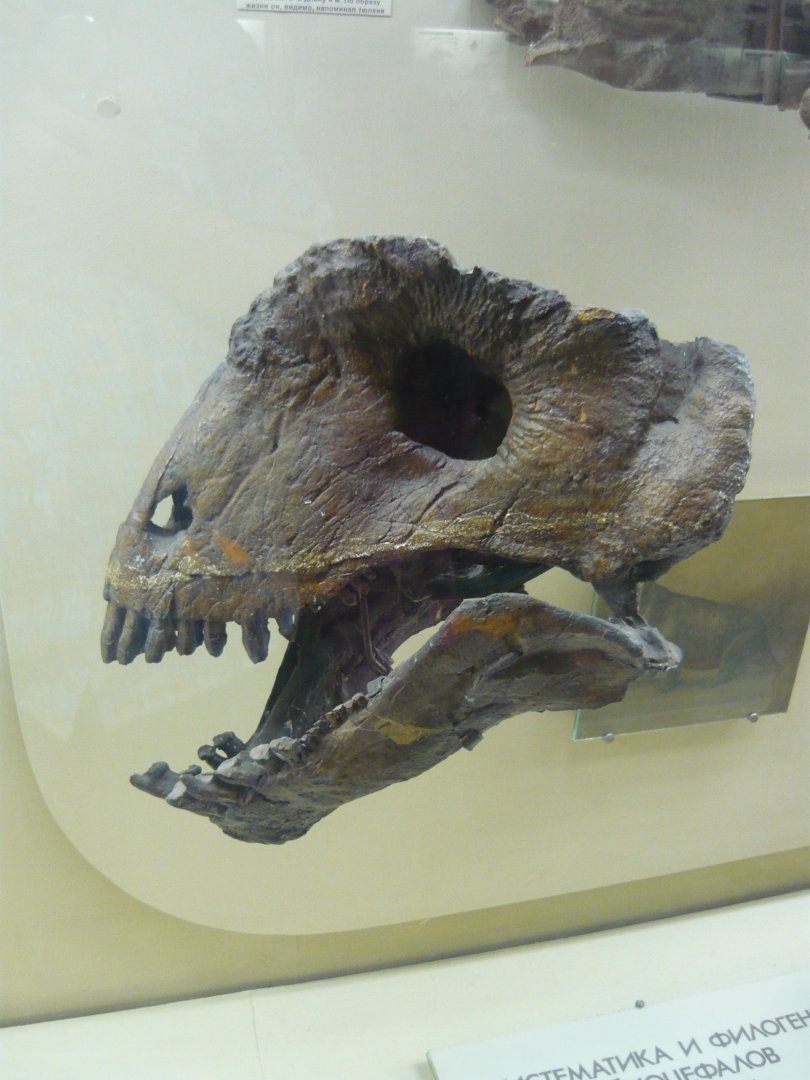 Ulemosaurus svijagensis skull