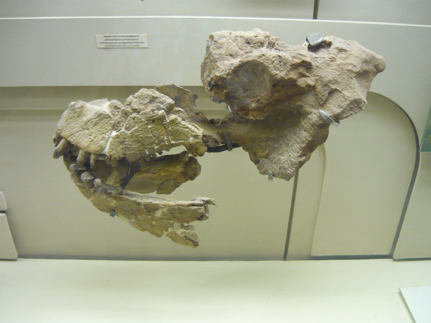 Ulemosaurus svijagensis skull