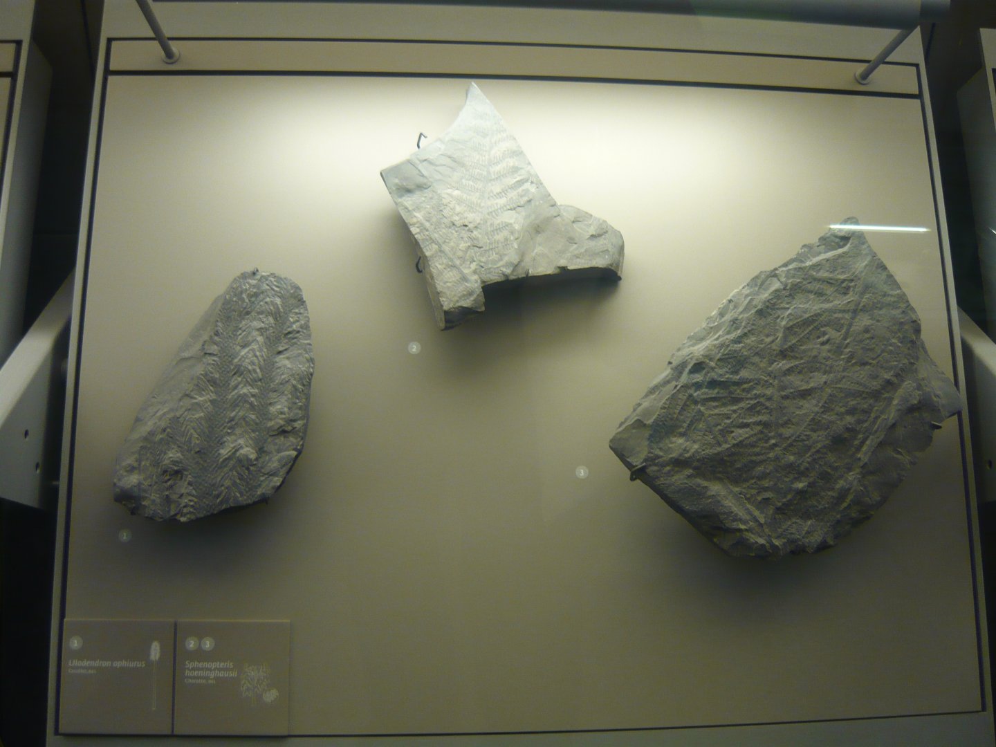 Ulodendron ophiurus and Sphenopteris hoeninghausii