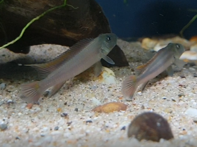 "Ultra Slender" Buffalohead - Steatocranus species Ultra Slender