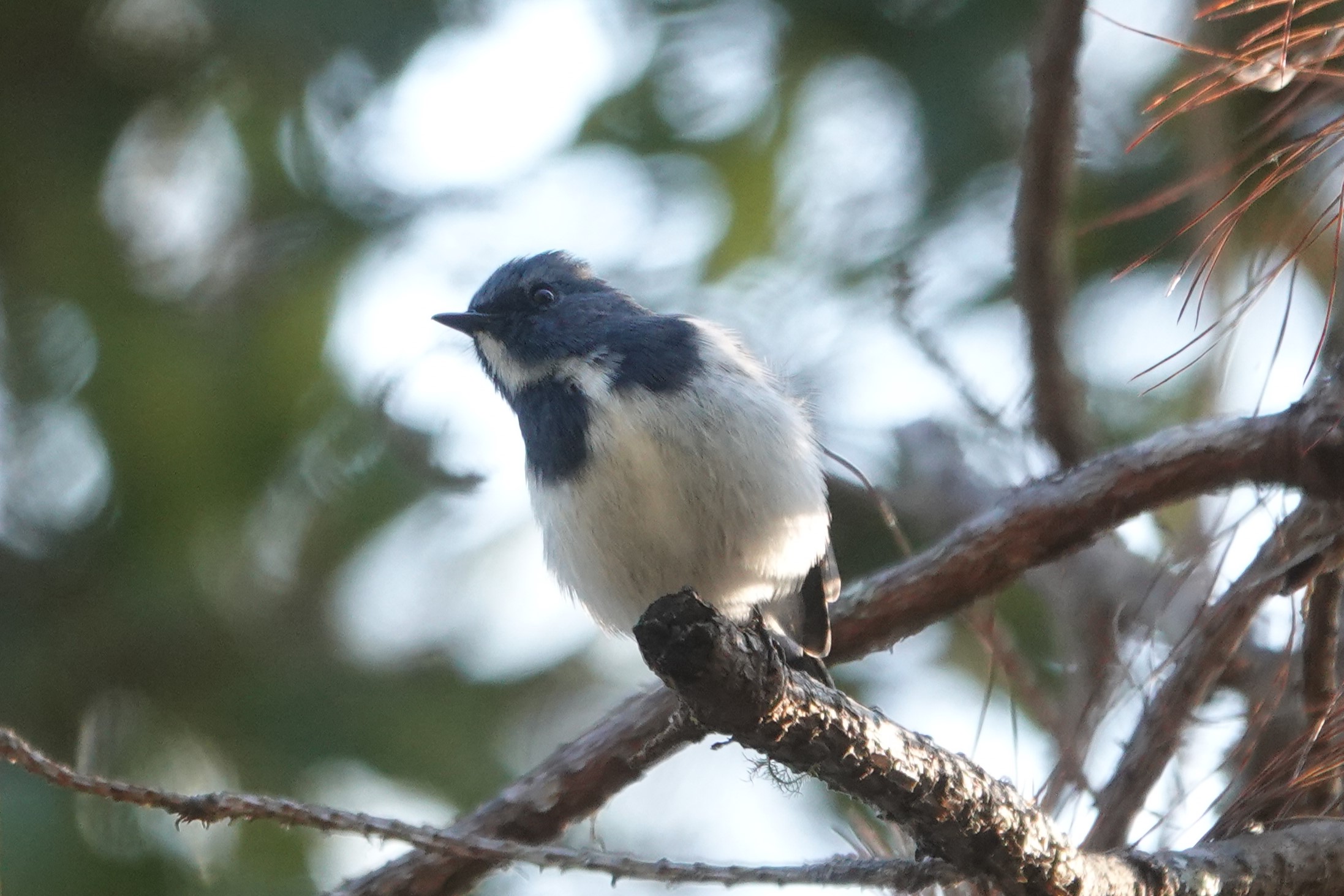 Ultramarine Flycatcher