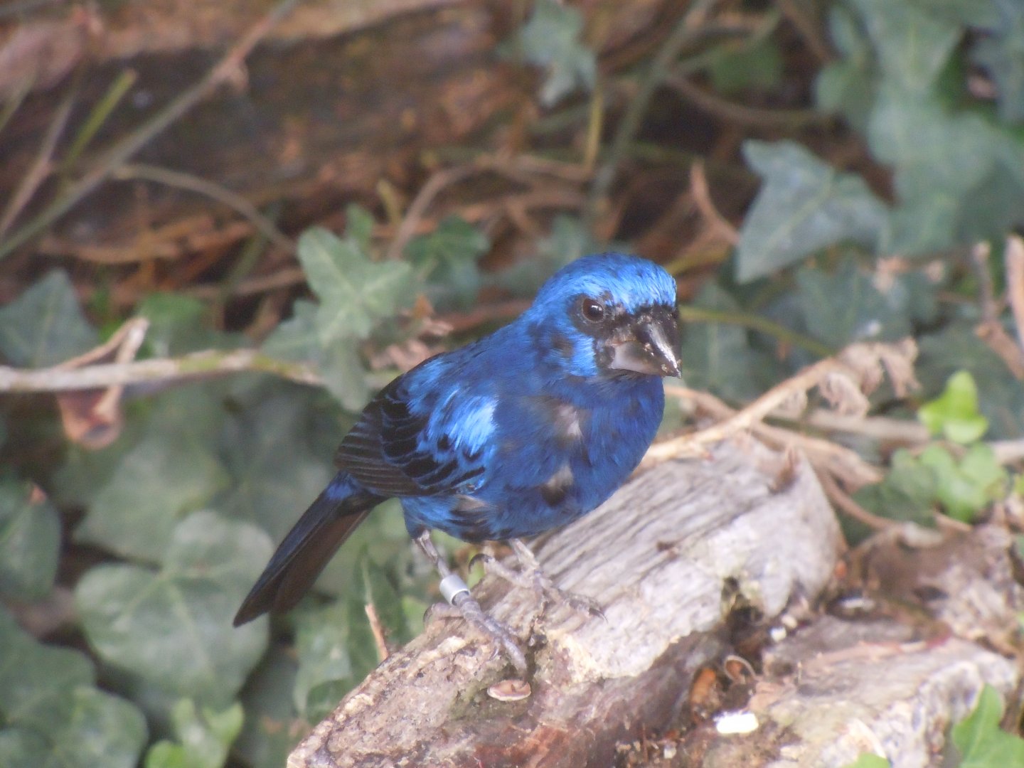 Ultramarine grosbeak 070920