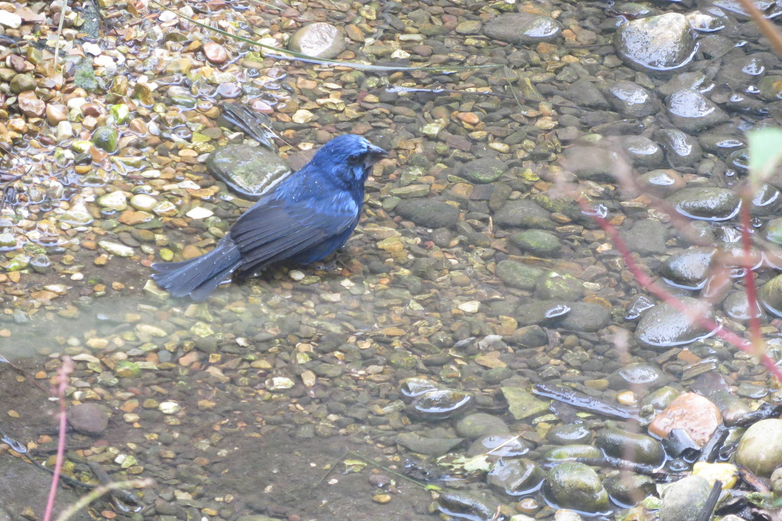 Ultramarine Grosbeak 170916