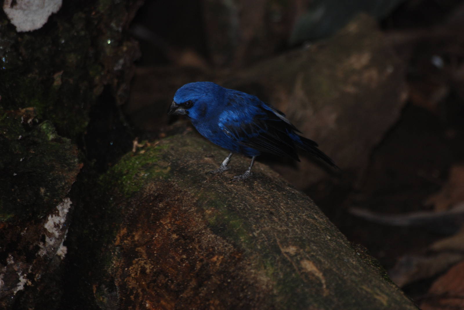 Ultramarine Grosbeak at London, 16/11/11