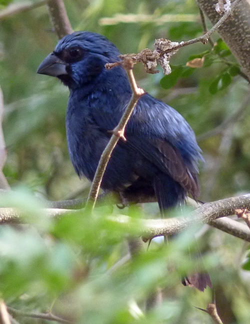 Ultramarine grosbeak (Cyanocompsa brissonii)