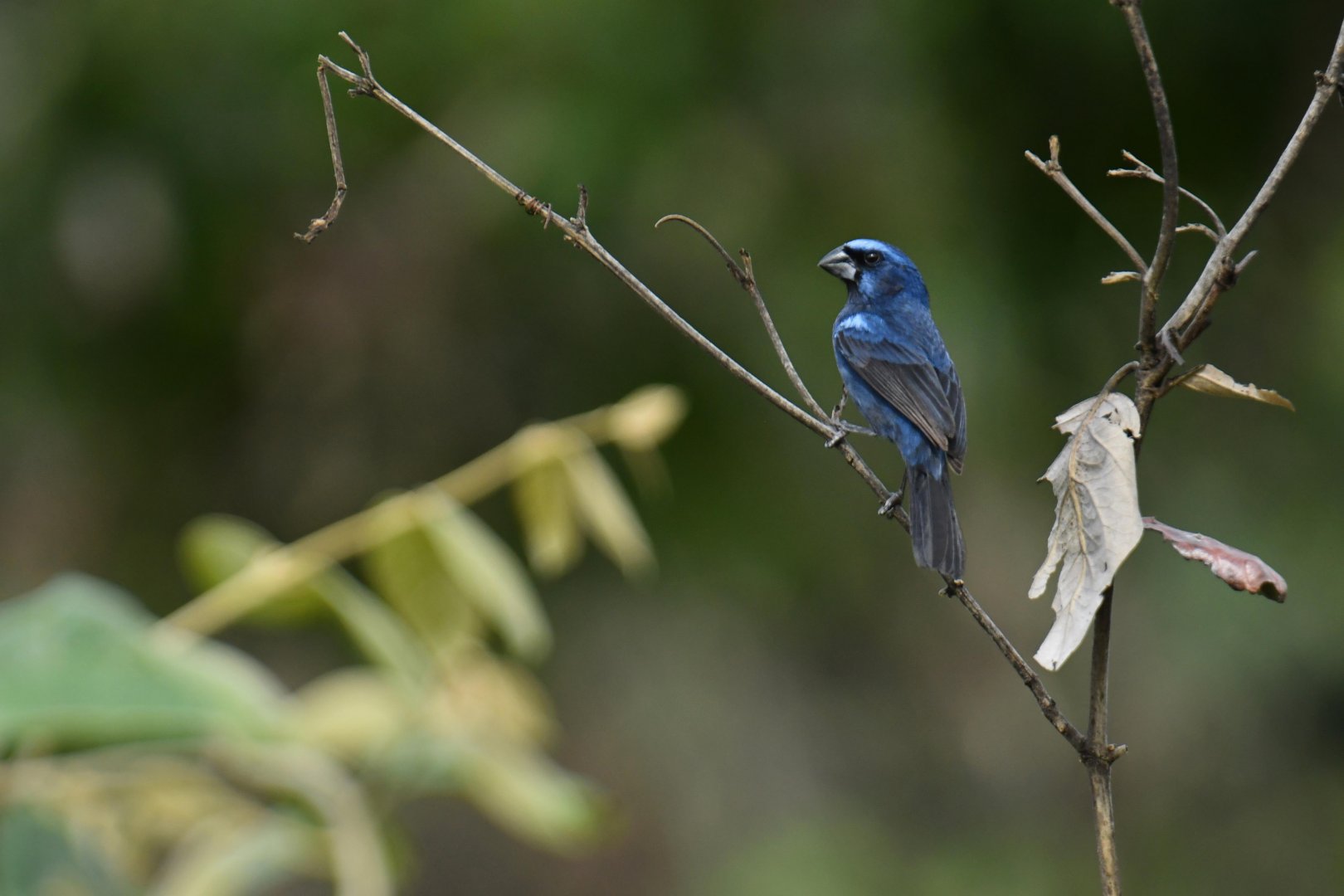Ultramarine Grosbeak (Cyanocompsa brissonii)