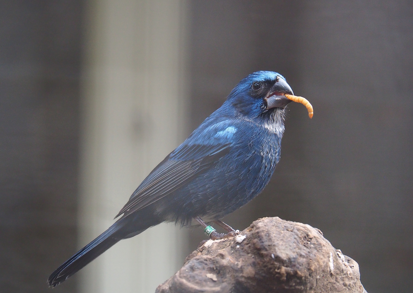 Ultramarine grosbeak (Cyanoloxia brissonii), 2024-02-17