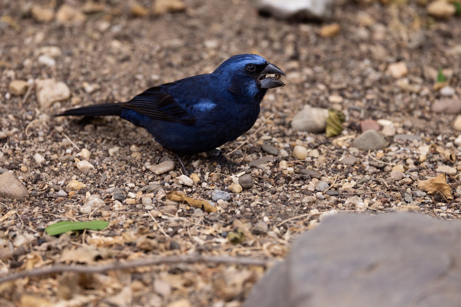 Ultramarine Grosbeak (Cyanoloxia brissonii) - Desert
