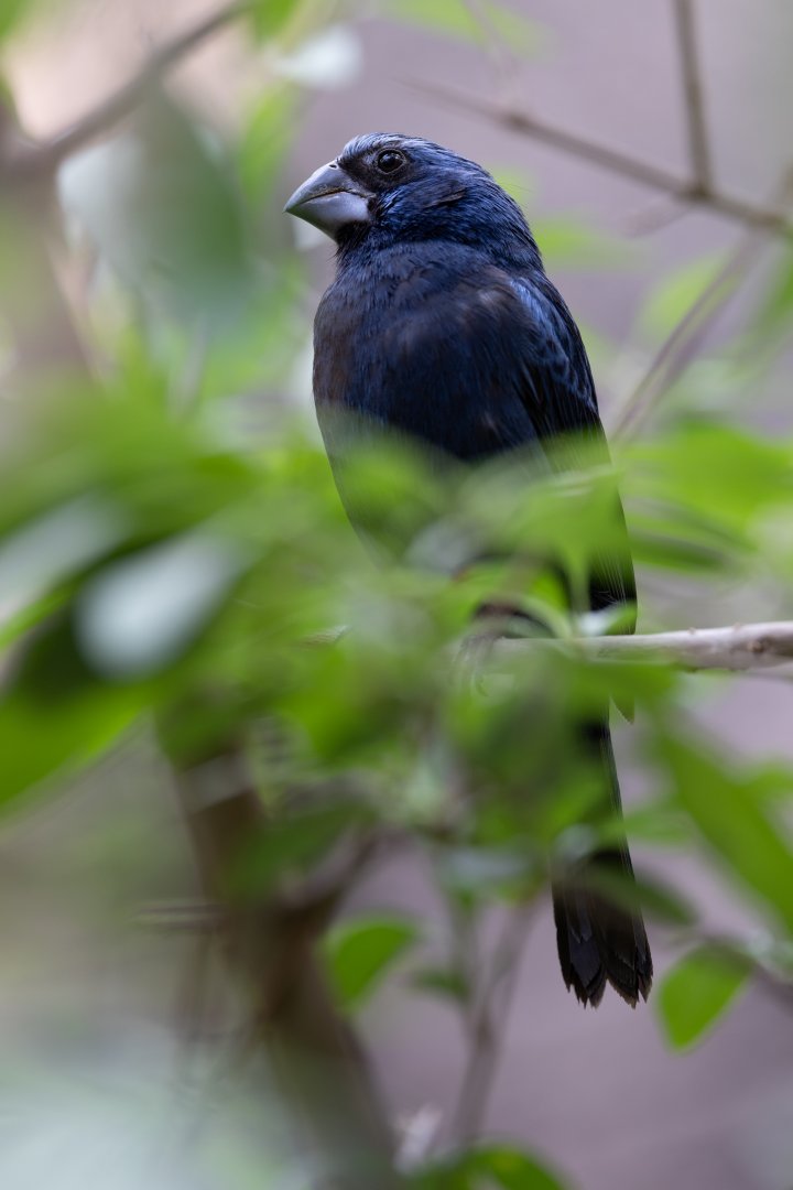 Ultramarine Grosbeak (Cyanoloxia brissonii) - Desert