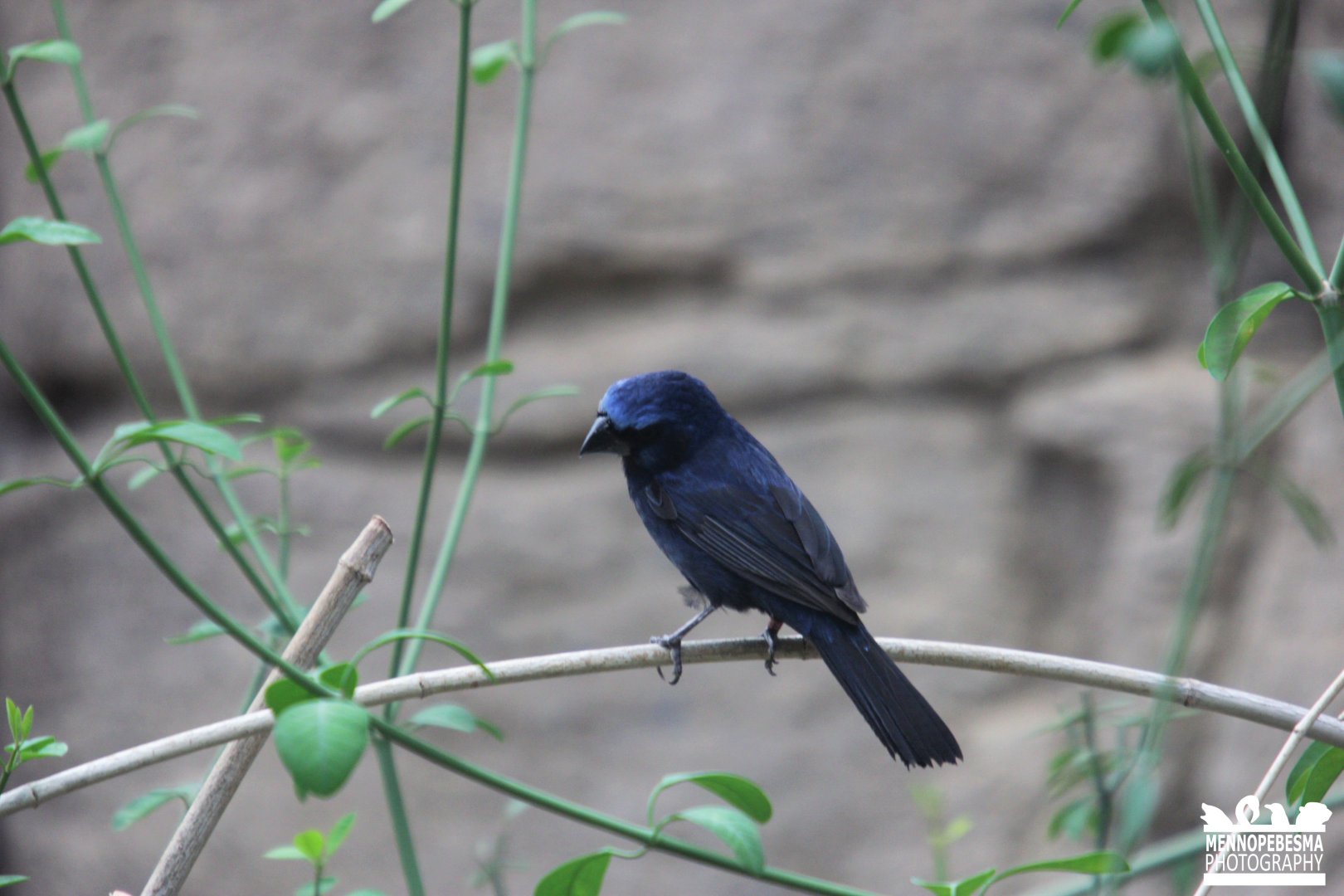 Ultramarine grosbeak (Cyanoloxia brissonii)