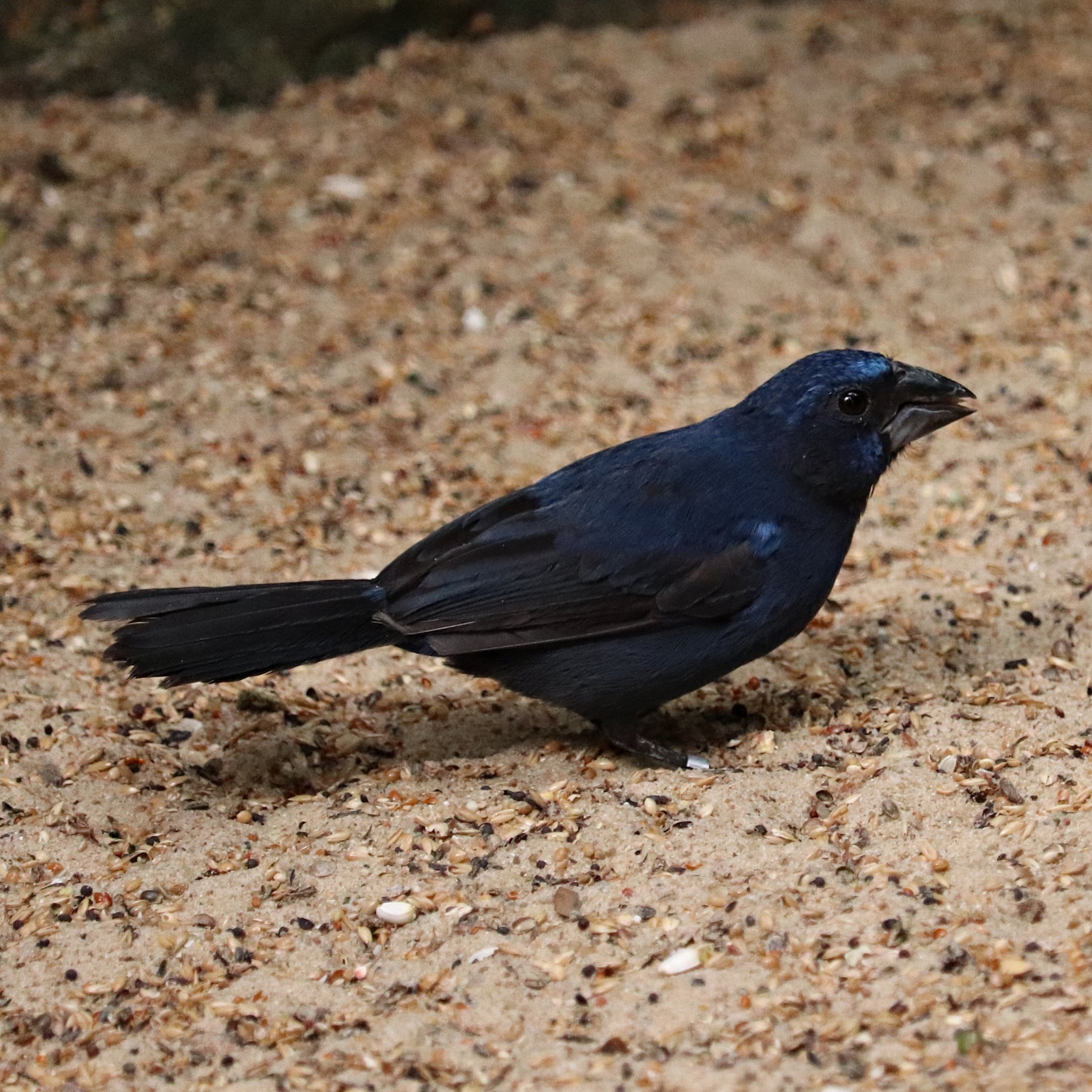 Ultramarine grosbeak (Cyanoloxia brissonii)